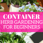 Container Herb Gardening For Beginners  Homesteading for women