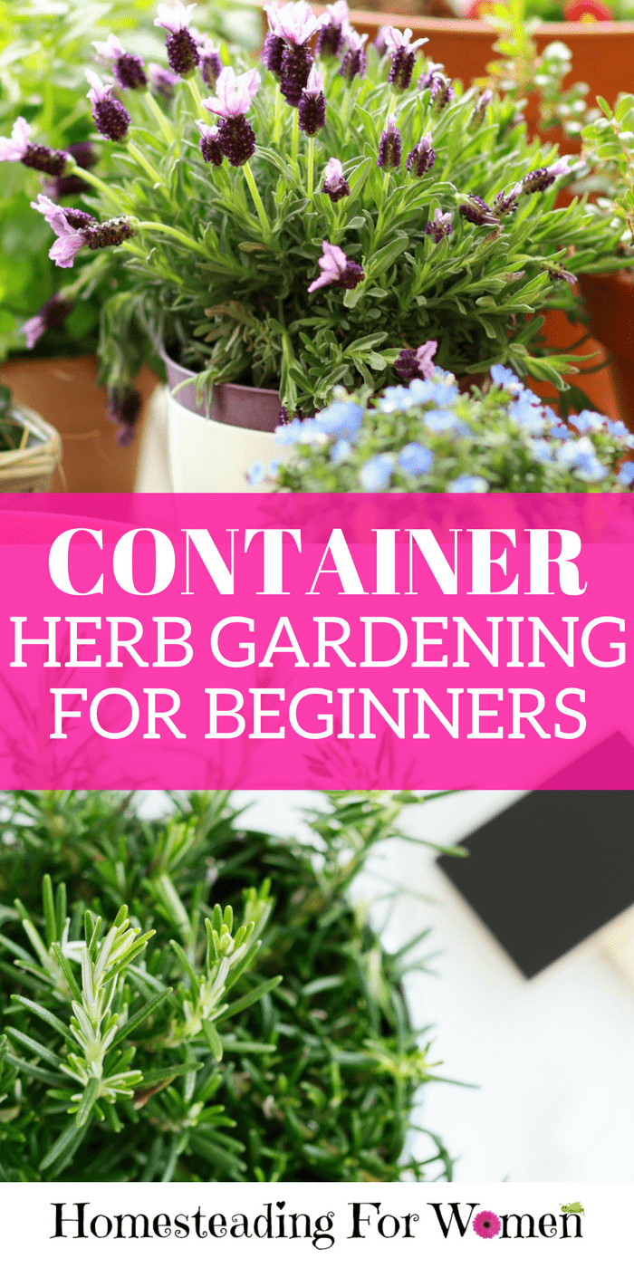 Container Herb Gardening For Beginners Homesteading For Women