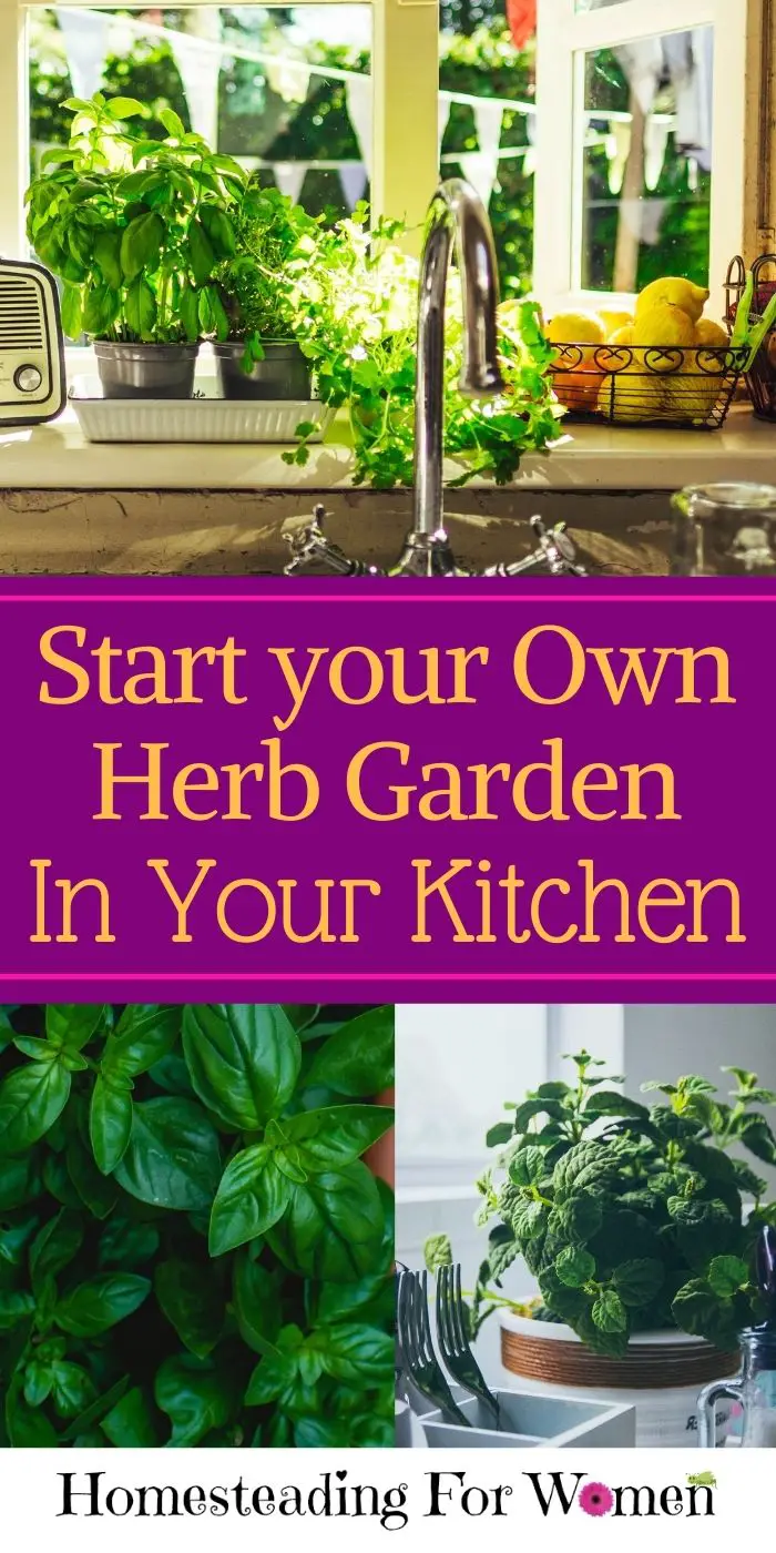 Start Your Own Herb Garden In Your Kitchen