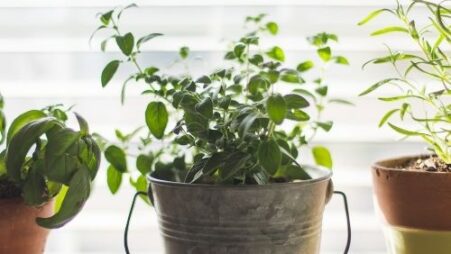 Easy Herb Gardening Beginners