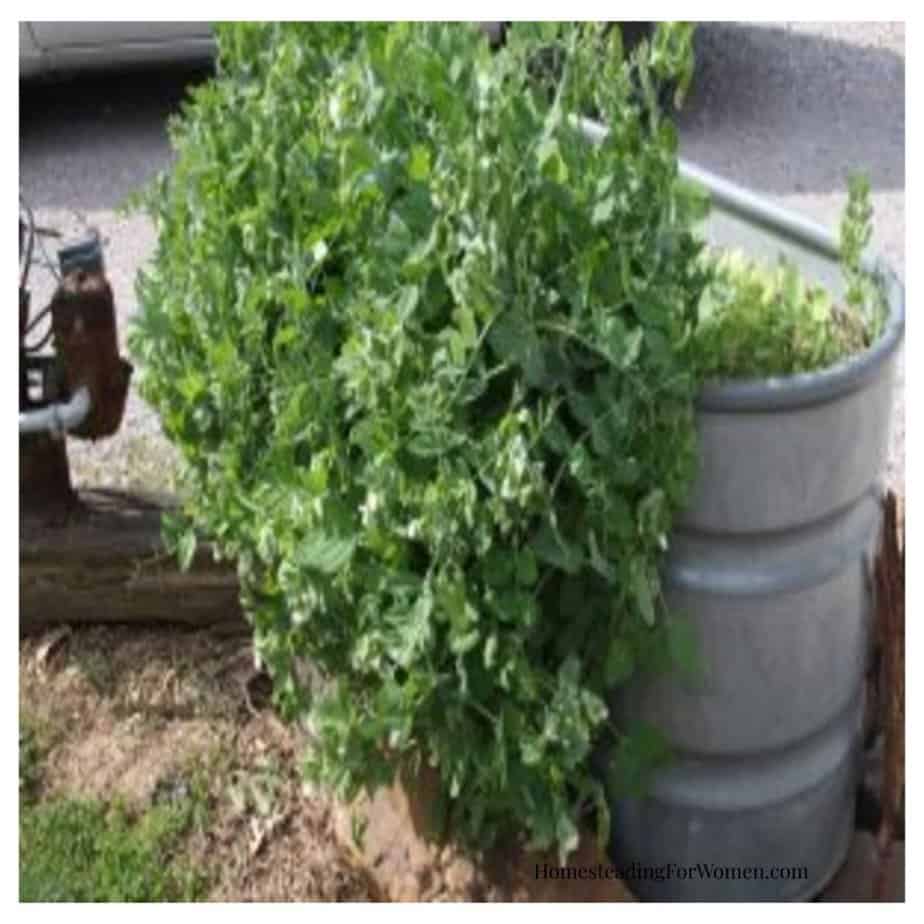Vegetable Container Garden Ideas