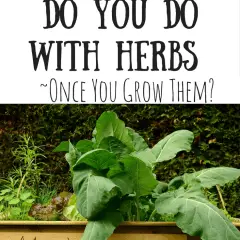 What to do with herbs-