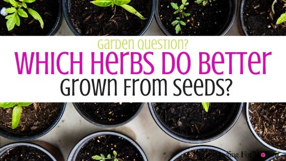 Which Herbs Do Better Grown From Seeds? - Homesteading for women