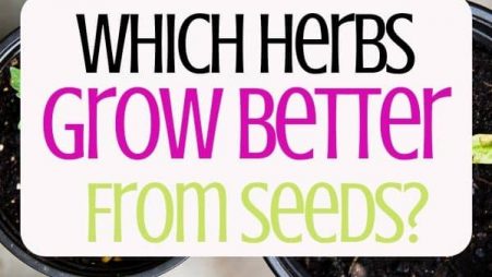 Which Herbs Grow Better From Seeds