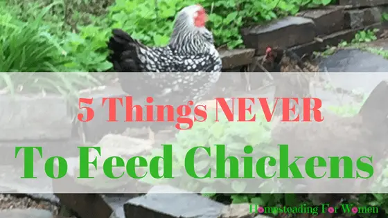 5 Things Never To Feed Chickens