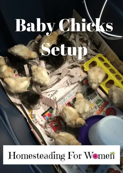 Baby Chicks Setup