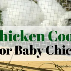 Chicken Coop for baby chicks or rabbits
