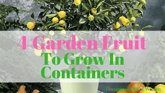 4 Garden Fruit To Grow in Containers at home