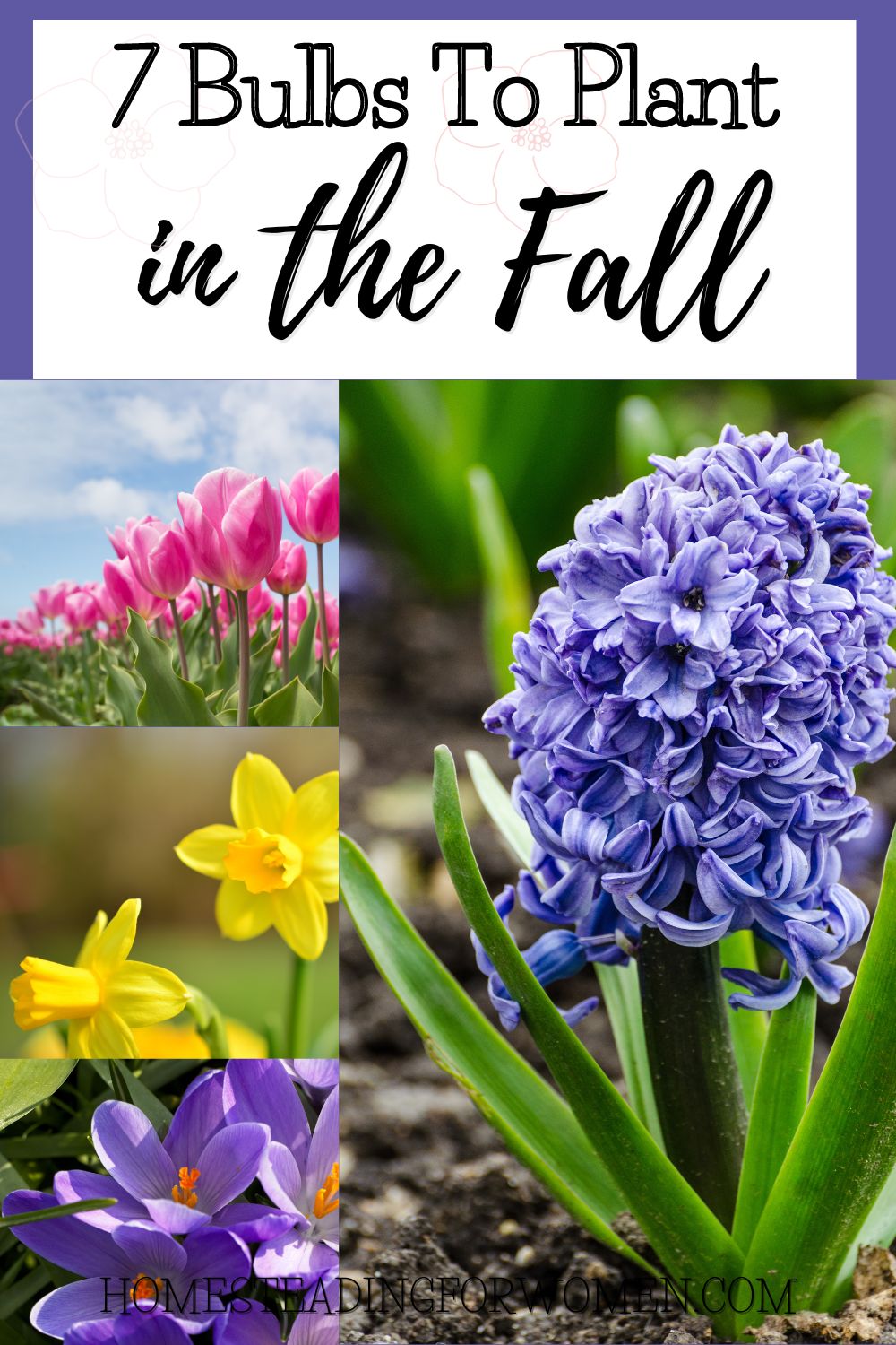 7 BULBS TO PLANT IN THE FALL FOR PRETTY FLOWERS IN YOUR GARDEN NEXT ...