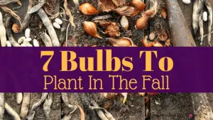 7 Bulbs to plant in the fall for Spring