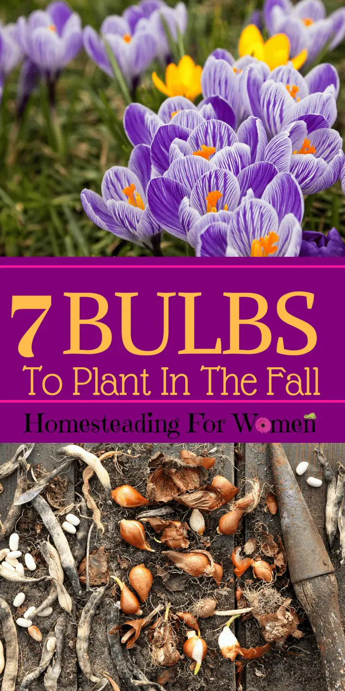 Bulbs To Plant in The Fall