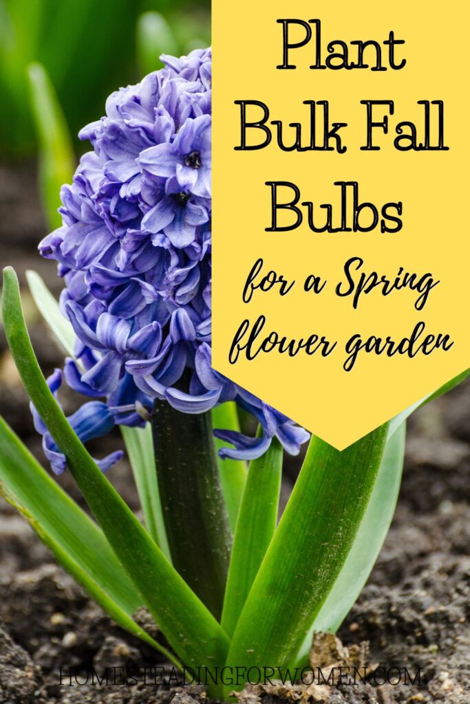 7 BULBS TO PLANT IN THE FALL FOR PRETTY FLOWERS IN YOUR GARDEN NEXT ...