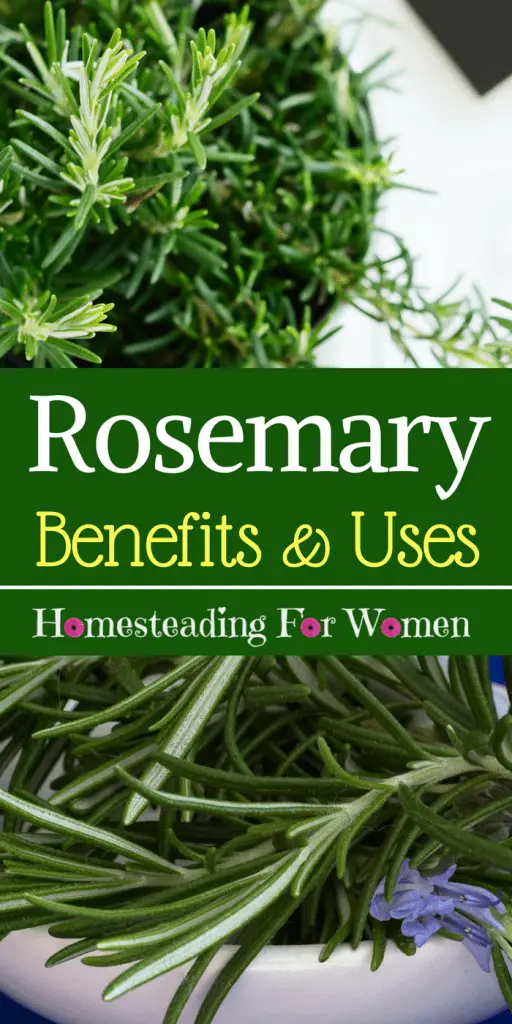 Rosemary Herb Benefits and uses (1)