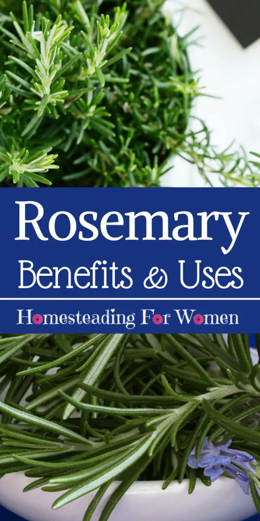 Rosemary Herb Health Benefits 