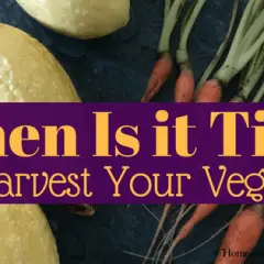 When is it time to harvest your garden veggies-