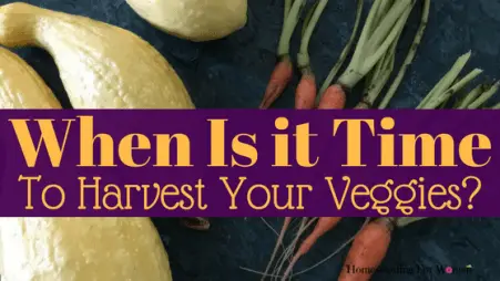 When is it time to harvest your garden veggies-