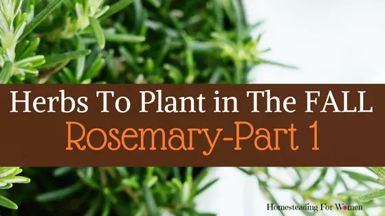 Herbs To Plant In The Fall -Part 1 Rosemary (3)