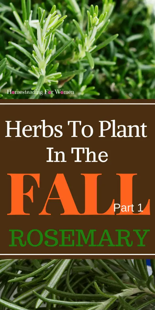 Herbs To Plant In The Fall -Part 1 Rosemary