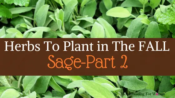 Herbs To Plant In The Fall -Part 2 Sage (1)
