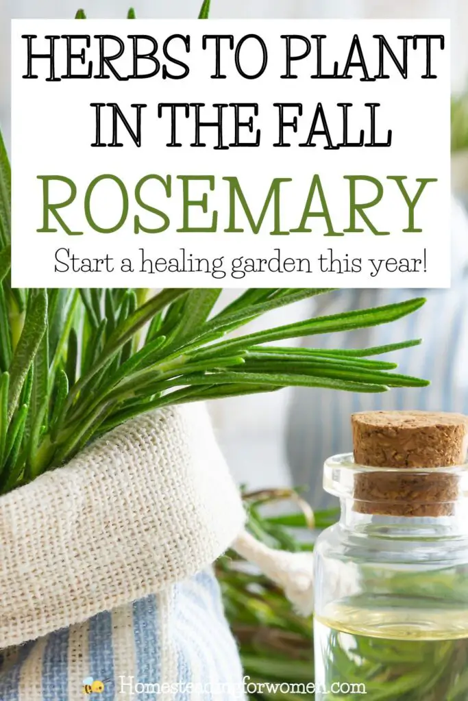 Rosemary Herbs To Plant In Fall