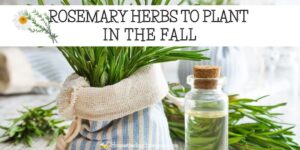 Herbs To Plant In The Fall Part 1 ~Plant Rosemary For Your Healing Herb Garden