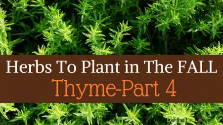 Herbs To Plant In The Fall -Part 4 Thyme