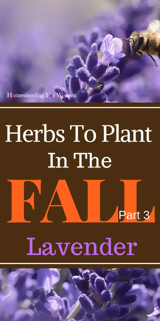 Herbs To Plant In The Fall Lavender 