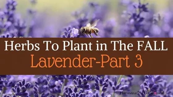 Herbs To Plant in the Fall Lavender