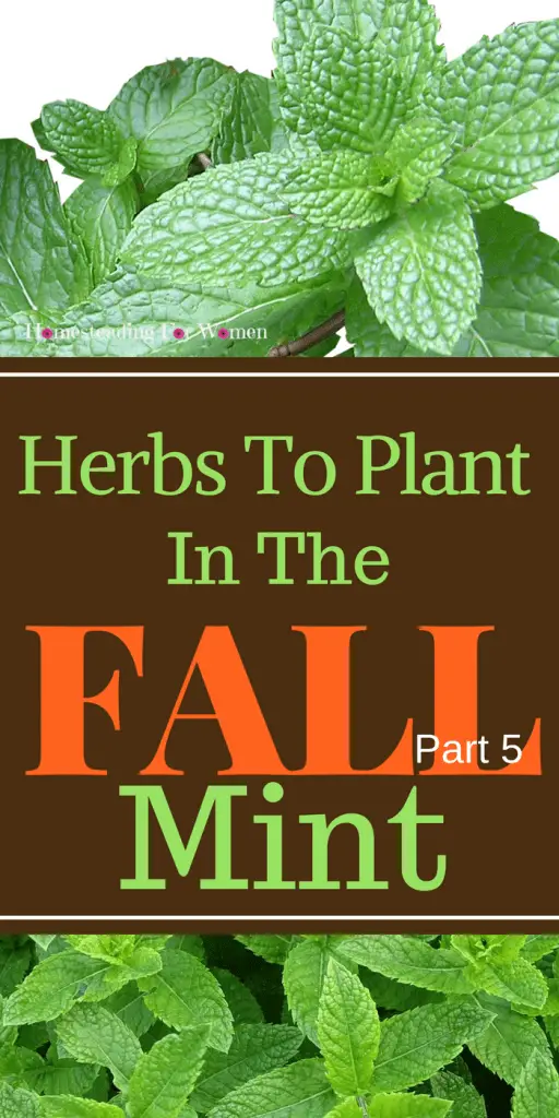 Herbs To Plant In The Fall Mint