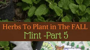 Herbs To Plant In The Fall -Part 5 Mint