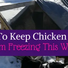 How to keep Chicken Water from freezing