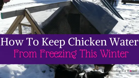 How to keep Chicken Water from freezing