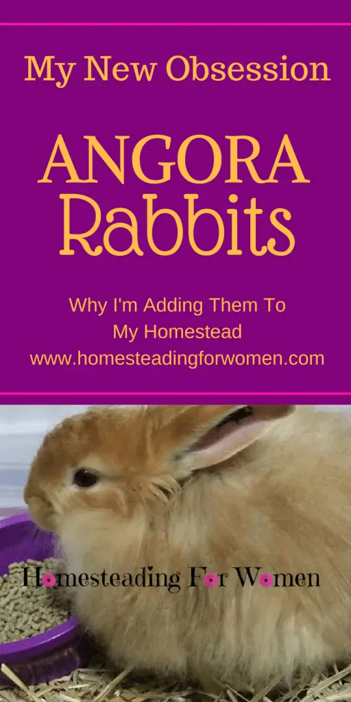 Angora Rabbits my new obsession
