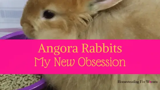Angora Rabbits My New Obsession