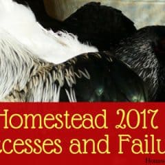 2017 Homestead success and failures