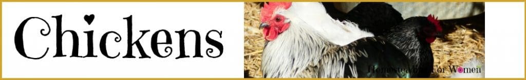 Homesteading for women chickens