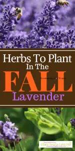 Herbs To Plant In The Fall Lavender-min