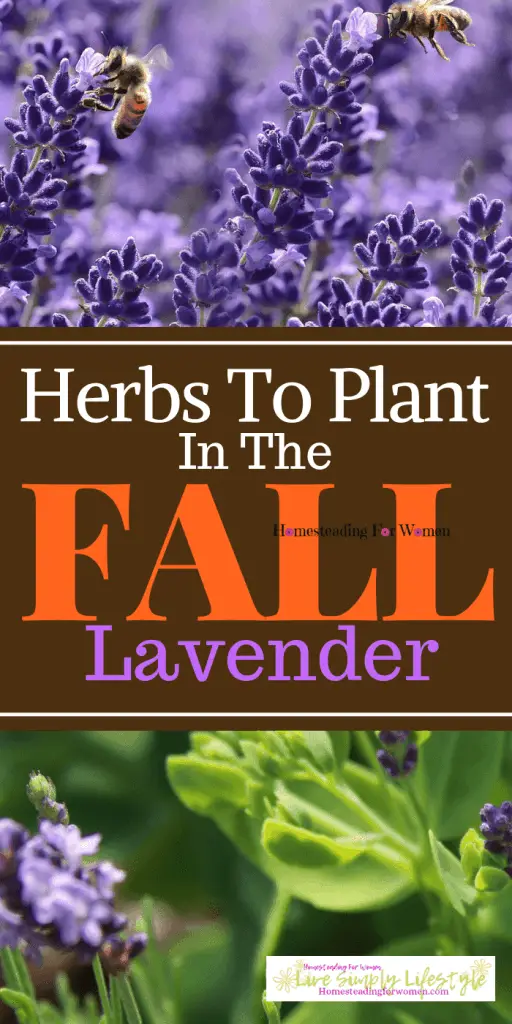 12 Perennials You Should Plant In The Fall Costa Farms