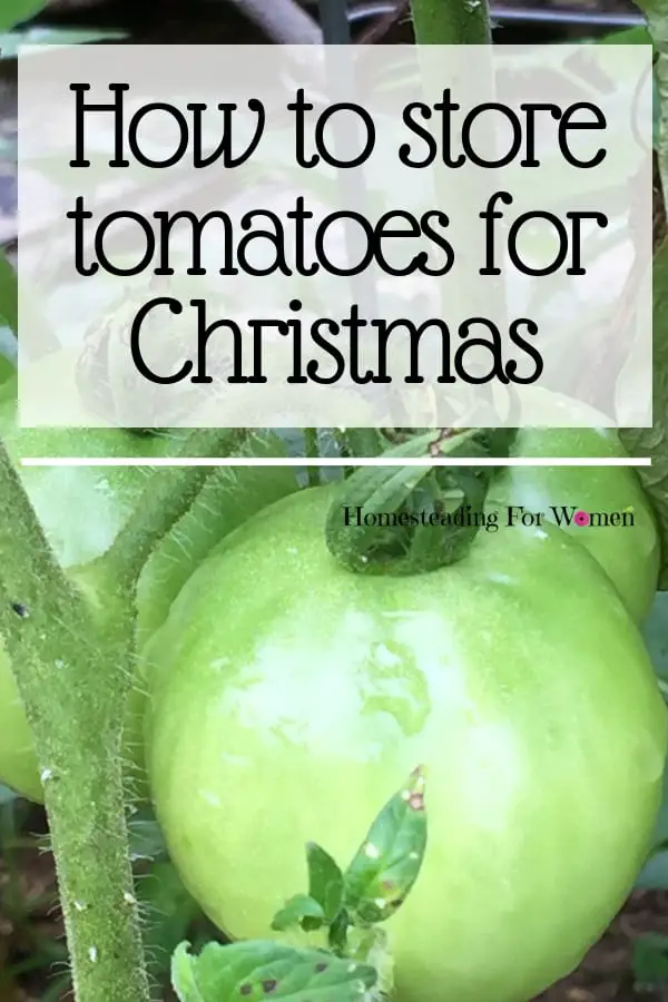 How to store tomatoes for Christmas dinner