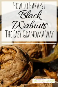 How To Harvest Black Walnuts The Easy Grandma Way-min