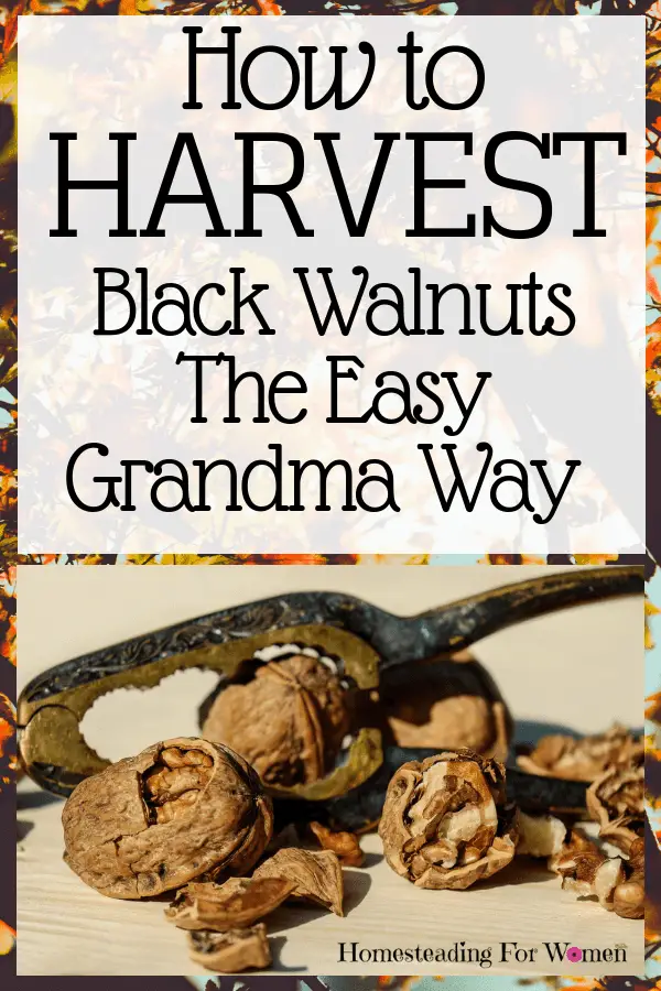 How To Harvest Black Walnuts The Easy Grandma Way