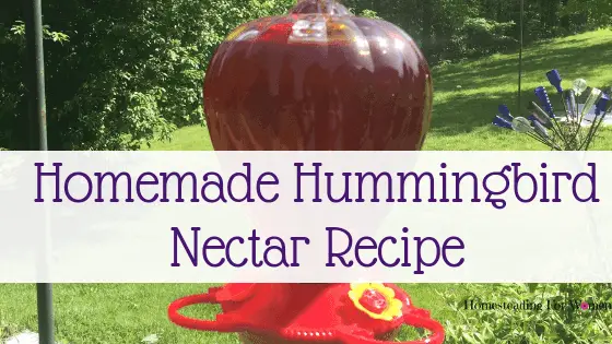 Easy Homemade Hummingbird Nectar Recipe-min