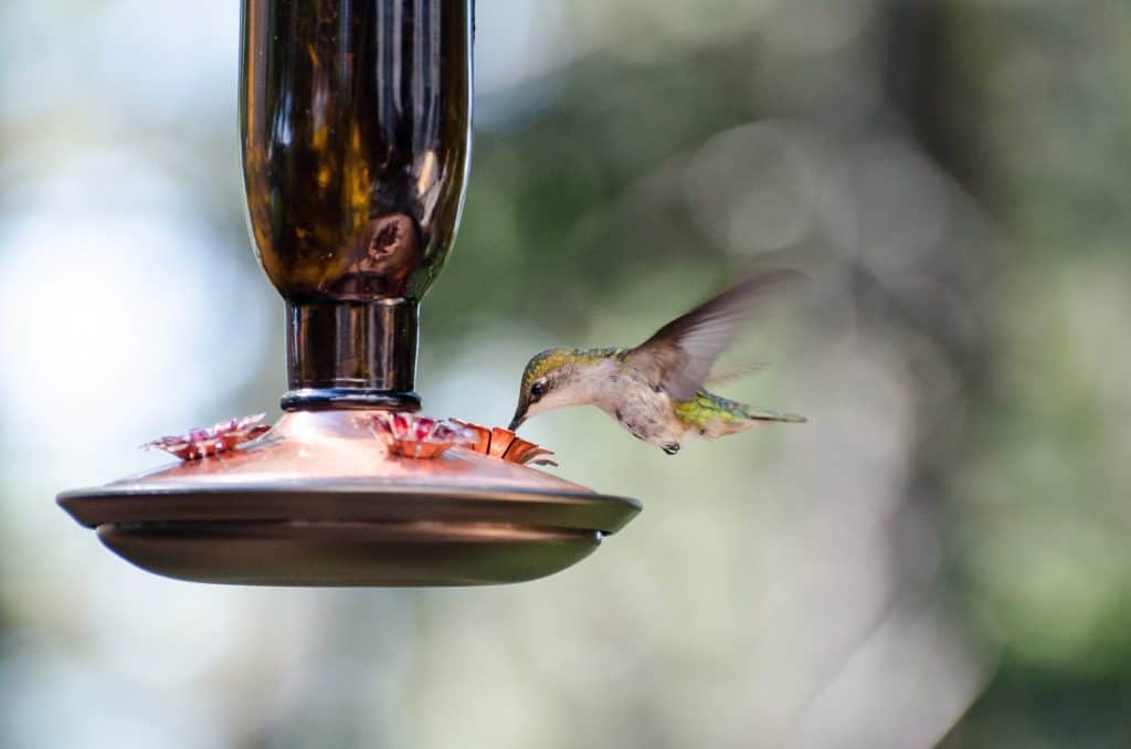 Homemade Hummingbird nectar
