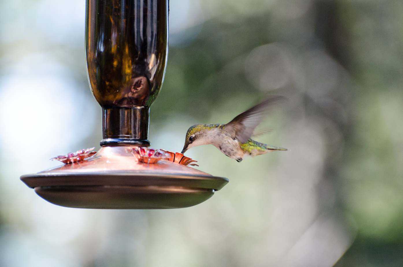 safe homemade hummingbird nectar
