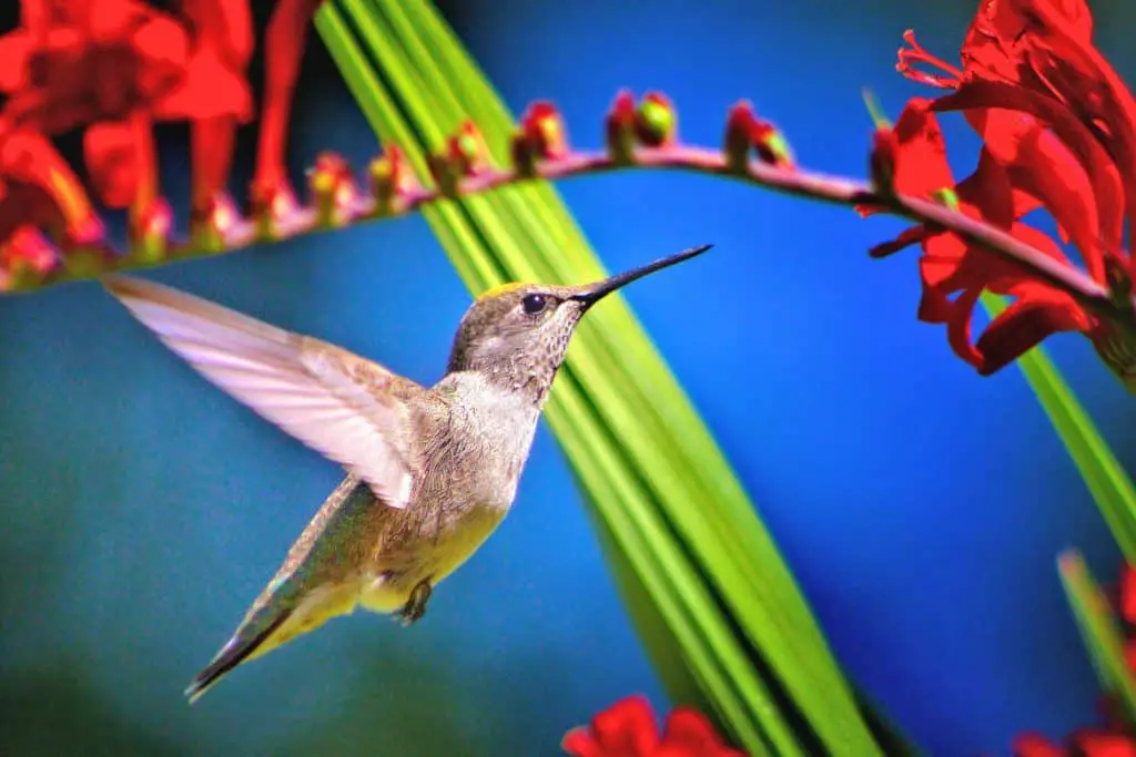 Homemade Hummingbird Nectar Recipe Homesteading For Women