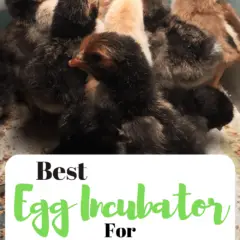 Best Egg Incubator For Backyard Chickens