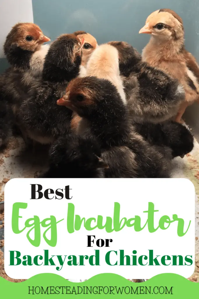 Best Egg Incubator For Backyard Chickens