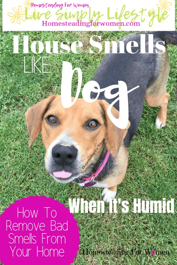 House Smells Like Dog When It's Humid-How to remove bad smells from your house-min