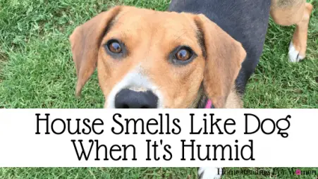 House Smells Like Dog When It's Humid-min
