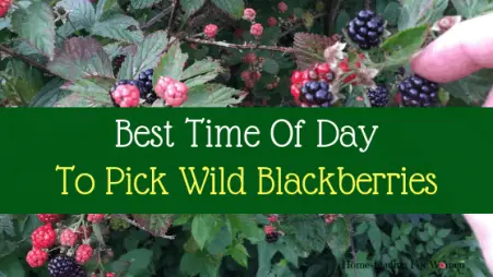 Best Time of Day To Pick Wild Black Berries (1)-min
